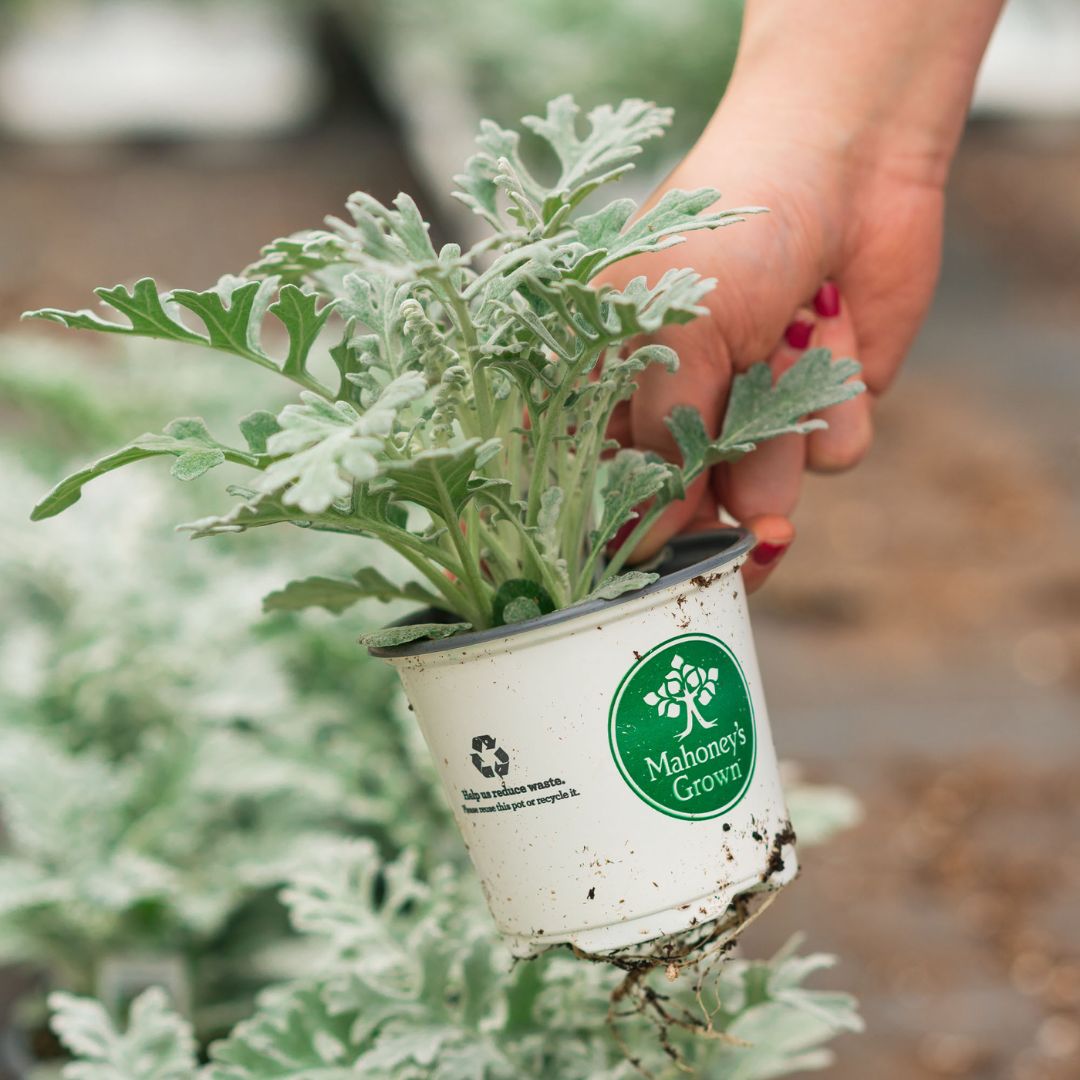 Dusty Miller – Silverdust – 4″ Pot